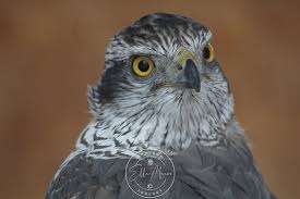 Image result for Goshawks G C
