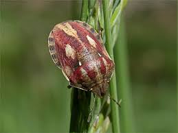 Attēlu rezultāti vaicājumam “Eurygaster testudinaria nymph”