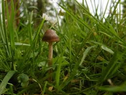 Attēlu rezultāti vaicājumam “Lycogala maculatum young”