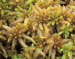 Attēlu rezultāti vaicājumam “Sphagnum papillosum”