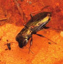 Attēlu rezultāti vaicājumam “Notiophilus germinyi”