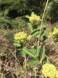 Attēlu rezultāti vaicājumam “Sambucus racemosa flower”