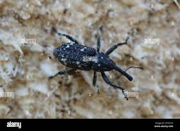 Attēlu rezultāti vaicājumam “Pissodes piniphilus”