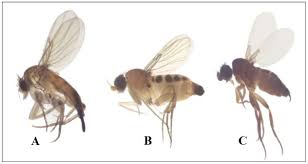 Attēlu rezultāti vaicājumam “Phoridae”