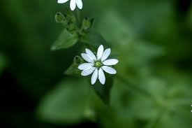 Attēlu rezultāti vaicājumam “Stellaria nemorum flower”