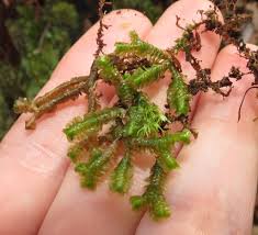 Attēlu rezultāti vaicājumam “Bazzania trilobata”