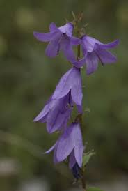Attēlu rezultāti vaicājumam “Campanula latifolia”