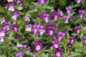 Image result for Viola cornuta