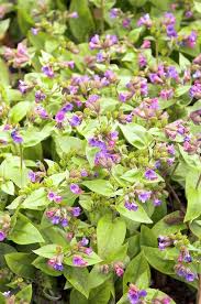 Attēlu rezultāti vaicājumam “Pulmonaria angustifolia leaf”
