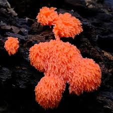 Attēlu rezultāti vaicājumam “Tubifera ferruginosa (subsp. ferruginosa) macro”