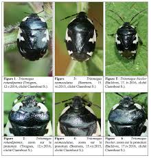 Attēlu rezultāti vaicājumam “Tritomegas bicolor imago”