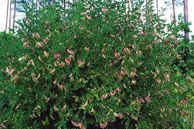 Image result for Colutea arborescens