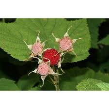 Attēlu rezultāti vaicājumam “Rubus parviflorus”
