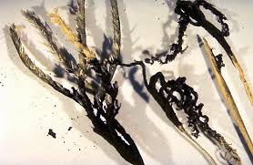 Attēlu rezultāti vaicājumam “Collaria rubens spores”