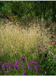 Attēlu rezultāti vaicājumam “Deschampsia flexuosa bud”