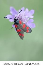 Attēlu rezultāti vaicājumam “Zygaena lonicerae”