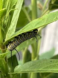 Image result for monarch caterpillar