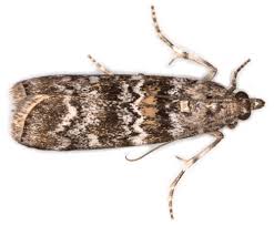 Attēlu rezultāti vaicājumam “Dioryctria abietella”