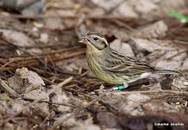 Image result for Emberiza aureola