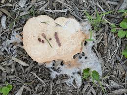 Attēlu rezultāti vaicājumam “Fuligo septica var. rosea young”