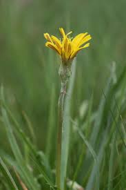 Attēlu rezultāti vaicājumam “Scorzonera humilis bud”