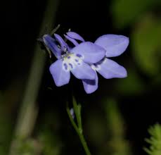 Attēlu rezultāti vaicājumam “Lobeliaceae”