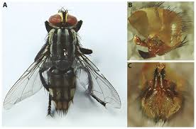 Attēlu rezultāti vaicājumam “Sarcophagidae”