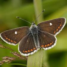 Attēlu rezultāti vaicājumam “Aricia artaxerxes  female”
