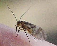 Attēlu rezultāti vaicājumam “Psocoptera”