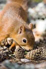 Attēlu rezultāti vaicājumam “Sciurus vulgaris”