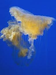 Image result for Phacellophora camtschatica