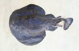 Image result for Tetronarce nobiliana