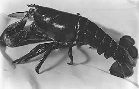 Image result for Homarus americanus