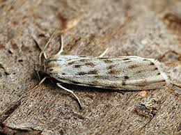 Attēlu rezultāti vaicājumam “Coscinia cribraria”