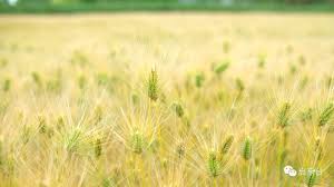 Image result for 春粒