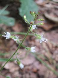 Attēlu rezultāti vaicājumam “Circaea lutetiana flower”