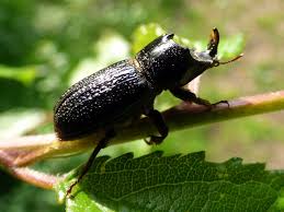 Attēlu rezultāti vaicājumam “Sinodendron cylindricum male”