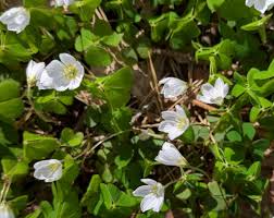 Attēlu rezultāti vaicājumam “Oxalis acetosella flower”