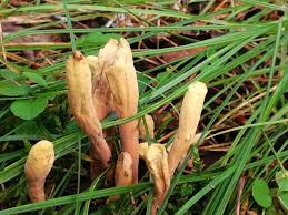 Attēlu rezultāti vaicājumam “Clavariadelphus pistillaris”