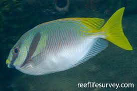Image result for Siganus rivulatus