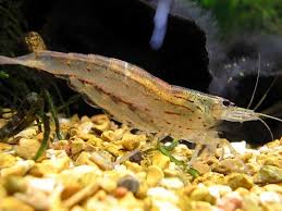 Crevette Caridina Japonica Images?q=tbn:ANd9GcTG1hA45LQ9PhE_cfnxCncltIstEN_eB1FE1wz_tYCz8rd5ty5sp8H5gbk9dg