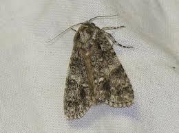 Attēlu rezultāti vaicājumam “Acronicta megacephala”