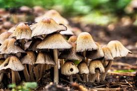 Attēlu rezultāti vaicājumam “Coprinus micaceus”