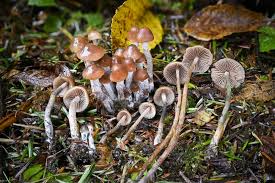 Attēlu rezultāti vaicājumam “Psilocybe sp.”