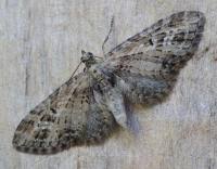 Attēlu rezultāti vaicājumam “Eupithecia exiguata”