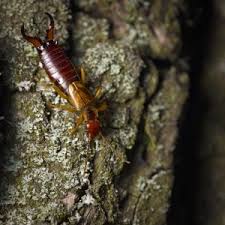 Attēlu rezultāti vaicājumam “Forficula auricularia male”