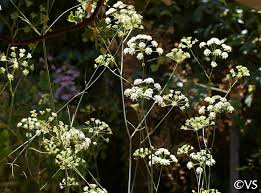 Attēlu rezultāti vaicājumam “Claustria didermoides stalked”