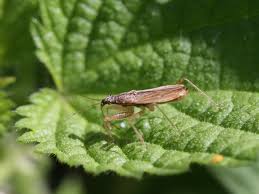 Attēlu rezultāti vaicājumam “Nabidae”