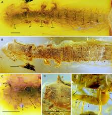 Attēlu rezultāti vaicājumam “Raphidia larva”
