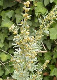 Attēlu rezultāti vaicājumam “Artemisia absinthium flower”